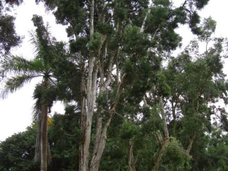 eucalyptus dying in Hilo
